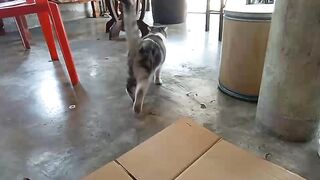 cat animated