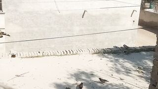 Humanity with poor birds