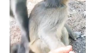 Monkey Funny video