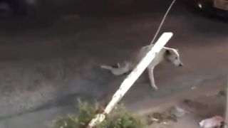 For a while I felt sad for that dog ????