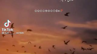 Video ???? 20