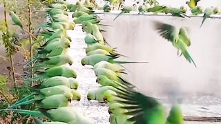 HUGE GROUP OF PARRIOT.