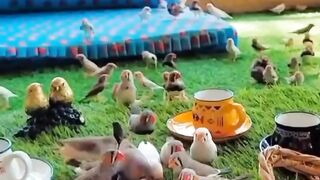 Parrot collection