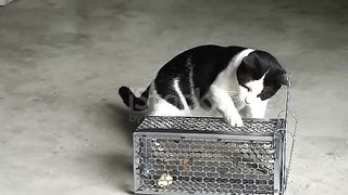 Amazing video Cat playing with rat