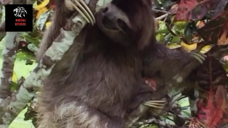 Slothsloth movingsloth sound