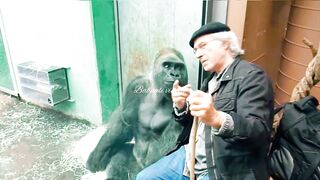Gorilla video/ Did you know there's a taking gorilla?? Taking gorilla ????|BBC