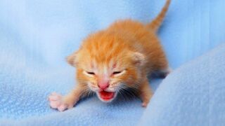 Chatons nouveau-nés qui miaulent ???? Bébés chats qui miaulent MEOW MEOW