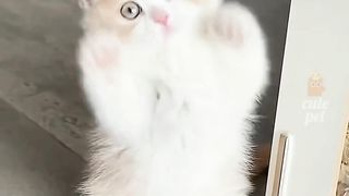 Cute cat funny moments
