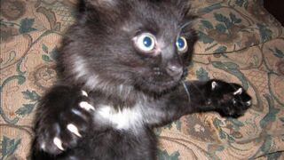 Animaux drôles - Chats drôles chiens - Vidéos d'animaux drôles