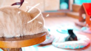4K Quality Animal Footage - Cats and Kittens Beautiful Scenes Episode 4 | Viral Cat