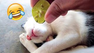 ????RETENEZ VOTRE RIRE en regardant ces vidéos???? - Funny Cats Life