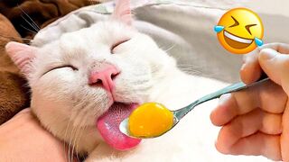 Meilleures vidéos d'animaux drôles de 2023 ???? - Vidéos de chats et de chiens les plus drôles ????????