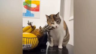 Funny animals videos part 7