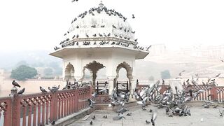 FLOCK OF BIRDS