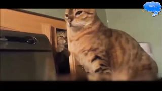 Cats Fighting and Meowing | Viral Cat