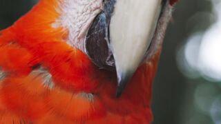 RED PARROT