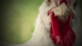 Chicken running for its life