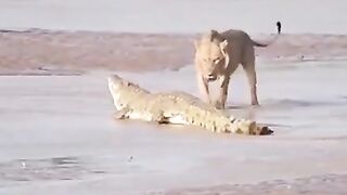LION VS Crocodile ???? fight