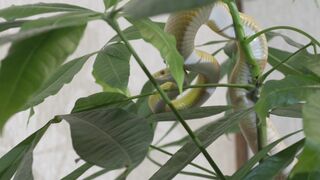 GREEN SNAKE