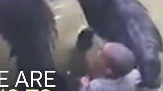 C'était triste, le gorille a été tué.