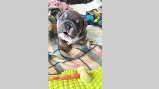 Cute dog (Tik tok)