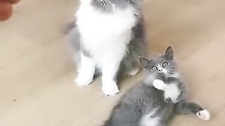 Chat drôle