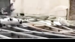 Miracle of Allah #viral #reels #short #sites #Fepspot