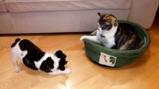 Cat enjoying puppy bed