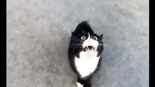 Angry Cat