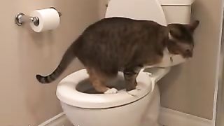 Miki the Cat Pees in the Toilet