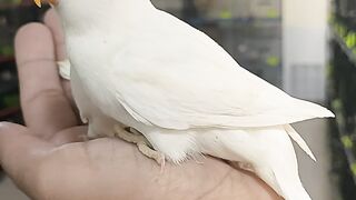 Albino black eyes