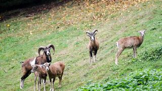 Copyright free video| Pasture Sheeps Nature Animal #copyrightfree #sheeps #nature #pasture