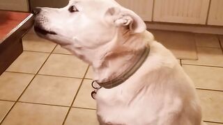 Talking Dog