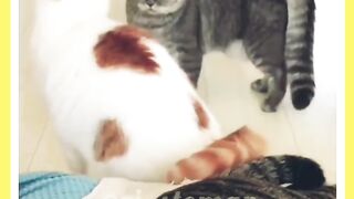 Cats and Dogs