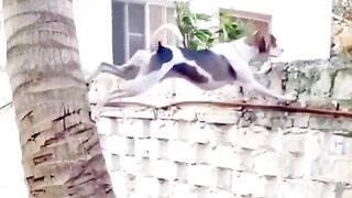 Funny video