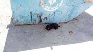 Black cat eating food