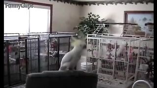 Perroquet qui danse