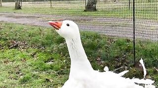 Sakiyra