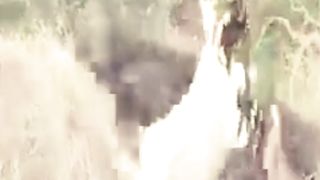 Komodo dragon attacks local goats to swallow them