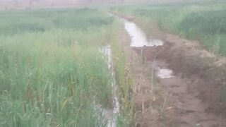 Kanak dusra Pani