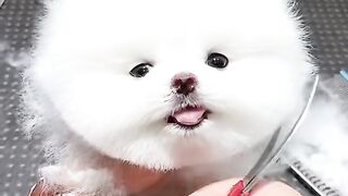 Cute Dog With Makeup