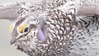 AWW NEW FUNNY ???? Funny Videos #shortd