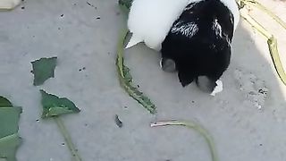 Rabbit lovely video