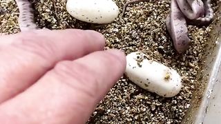 baby cobras
