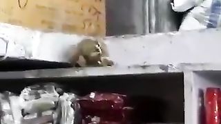 Fight of the mice ????????????