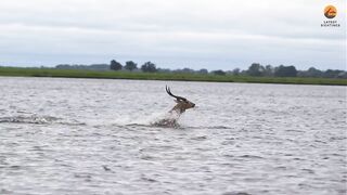 gazelle escaping from jaws of crocodiles 2023 most watch video.