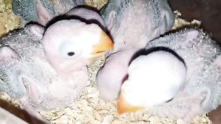 WhatsApp Video 2023