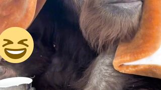 #Funny monkey ???????????? #cartoonforkids