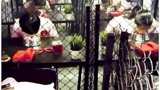Human eating like dogs