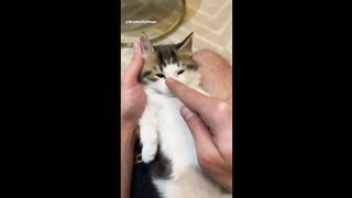 Compilations vidéo amusantes